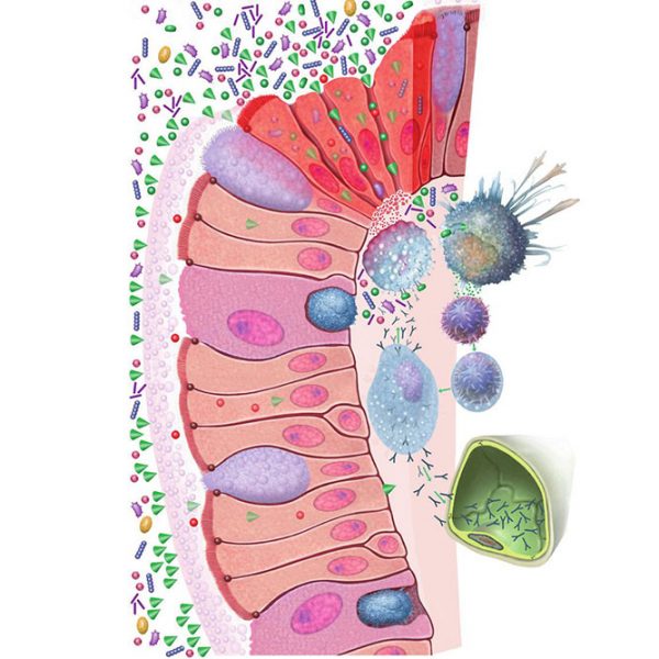Sindrom propusnog crijeva - Leaky Gut Syndrome